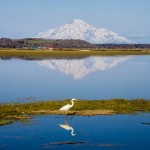 雪解けの牧場/Wildfox