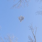 空飛ぶマンタ/ほくと七星