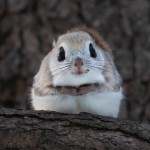 食べ終えて満足気/mittchan514